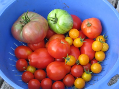 lots of tomatoes of different colors and sizes in a big blue bowl