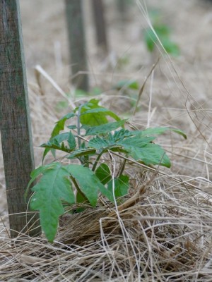 a small tomato plant mulched with marsh hay