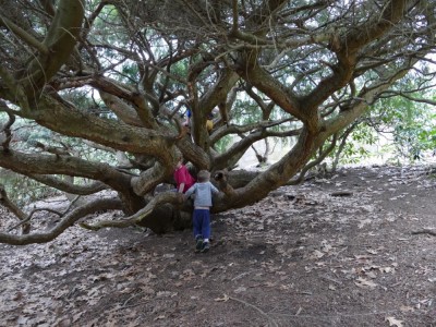 the kids climbing on a giant, many-trunked evergreen shrub