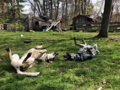 Scout and Blue fighting lying on their backs