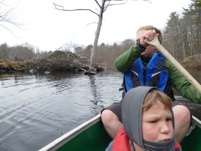 Harvey rowing our canoe past a beaver lodge