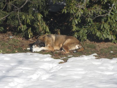 Rascal lying on a grassy patch on the lawn, surrounded by snow