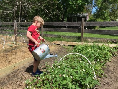 Zion watering the strawberry patch