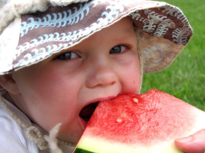 Harvey eating a watermelon