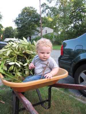 Harvey in the wheelbarrow with some leaves