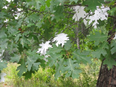 an instalation: white plastic leaves in the oak tree