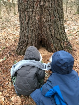 Zion and Lijah looking at a hole in the base of a tree