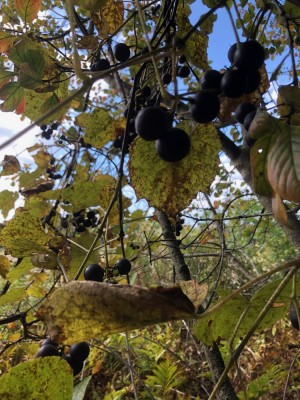 wild grapes growing