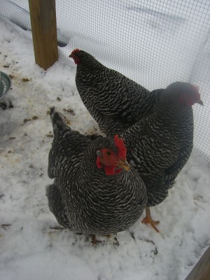 chickens in their run in the snow