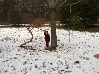 Zion by the tree in the middle of the yard, with extra climbing limb and swinging rope