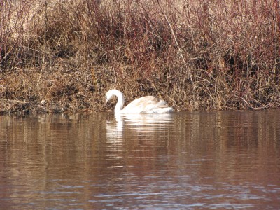 a fledgeling swan in the shallows by the opposite bank