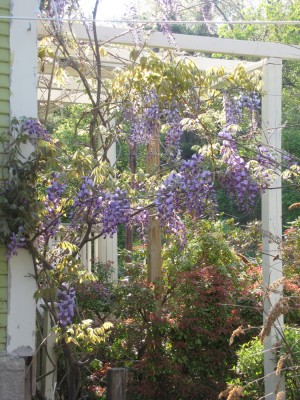 the wisteria flowering on the trellis