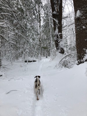 the dogs ahead of me in the snowy woods