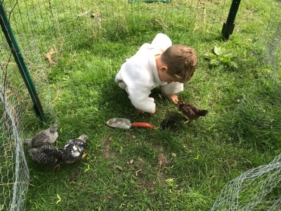 Lijah playing outside with the young hens