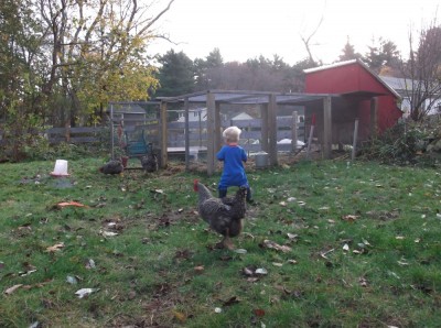 zion chasing chickens