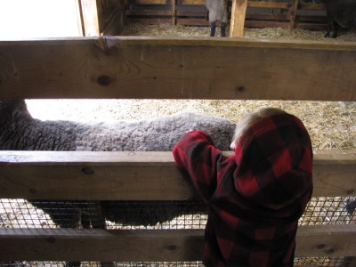 Zion petting a sheep through the slats of the pen