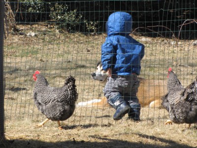 Zion walking past the chickens and Rascal