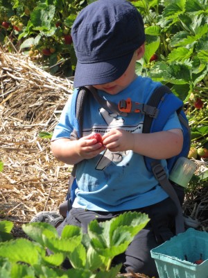 Zion studiously eating a strawberry, among the plants