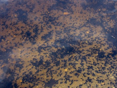 hundreds of tadpoles swimming in shallow pond water