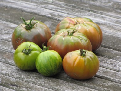tomatoes on the table
