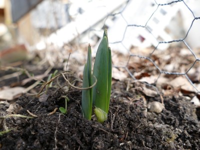 daffodils emerging