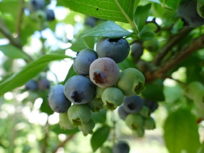 a cluster of blueberries in varying shades of ripeness
