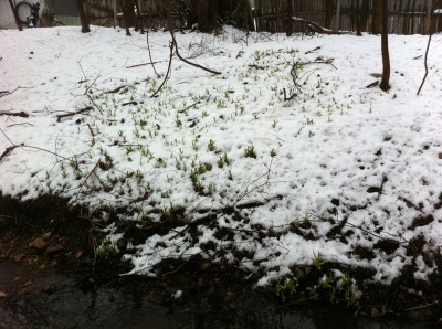 young plants in the snow