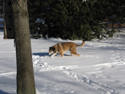 Rascal walking in the snowy yard