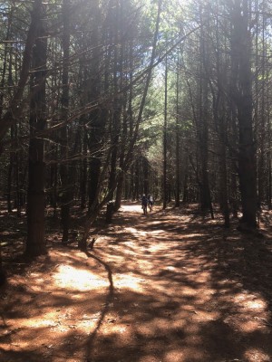 Zion and Elijah biking on a wide path in a white pine wood