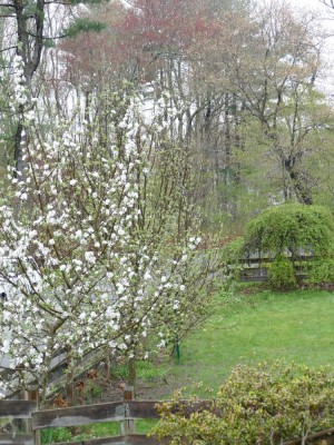 snow falling on the apple blossoms