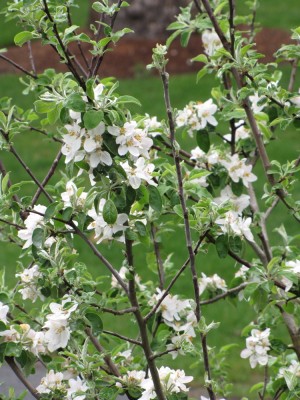 white opened blossoms on the apple tree