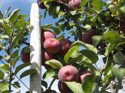 some Empire apples up in the tree