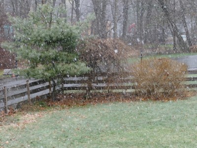 snow falling the yard