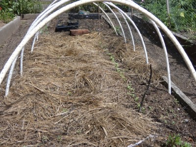 kale seedlings mulched with salt marsh hay