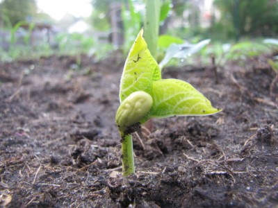 a macro photo of a newly-sprouted bean plant