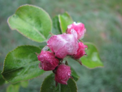 pink furled blossoms on the apple tree