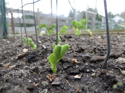 closeup of pea seedlings