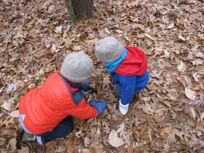 the boys examining a spruce seedling