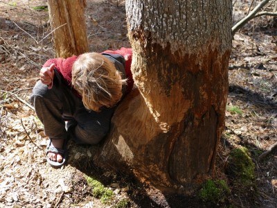 Elijah pretending to chew a beaver-chewed tree