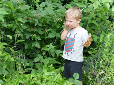 Lijah picking black raspberries to eat