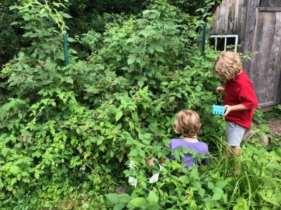 Zion and Elijah picking blackberries by the playhouse