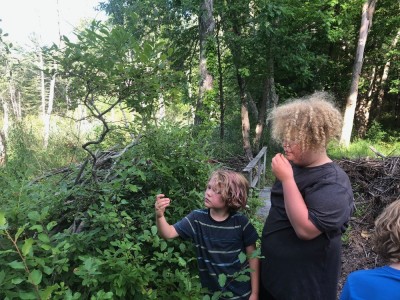 the boys picking wild high-bush blueberries