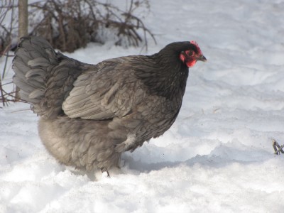 our blue oppington hen in the snow