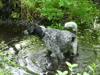 Blue wading in a little pool in the woods