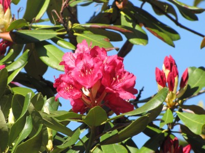 red-purple rhododendron flowers against a blue sky
