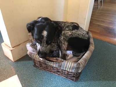 Blue curled up in a little basket