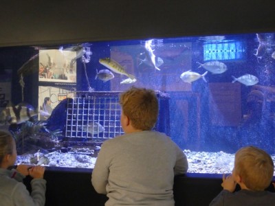 looking at a fish tank at the aquarium