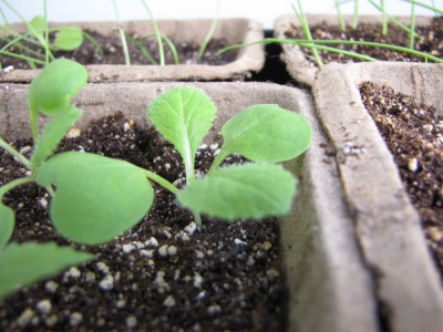 chinese cabbage seedlings