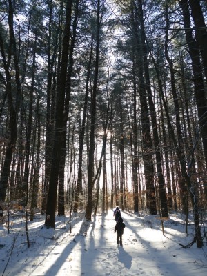 the boys walking in the woods between tall white pines towards the low sun