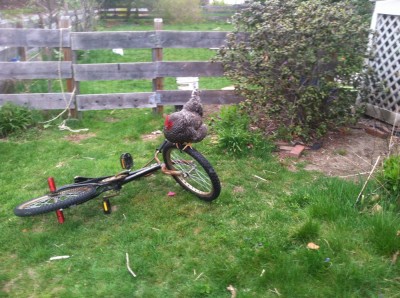 a chicken sitting on the wheel of a fallen bike
